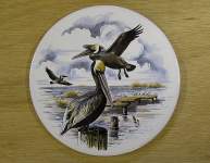Pelicans