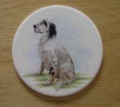 Dog - Setter