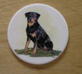 Dog - Rottweiler