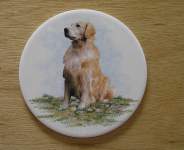 Dog - Golden Retriever