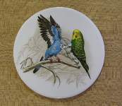 Budgerigars