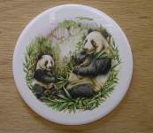 Panda Bear