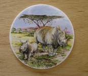 Rhinos