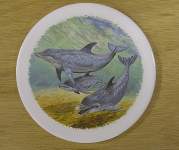 Dolphins