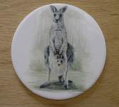 Grey Kangaroo