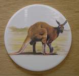 Red Kangaroo