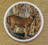 White Tail Deer