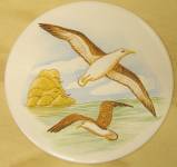Sea Bird-2