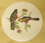 Birds-2